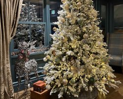 View our Festive Lunch and Dinner Menus and make a booking